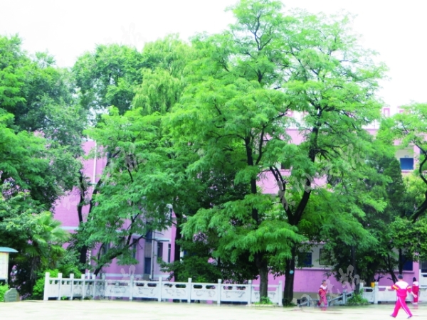 　商蜀西和弟弟在上世纪70年代初栽的洋槐和柳树，如今已长成参天大树.jpg