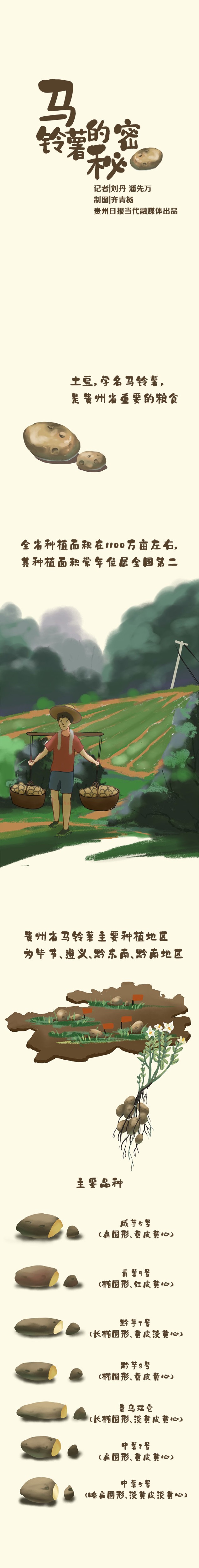 马铃薯.jpg