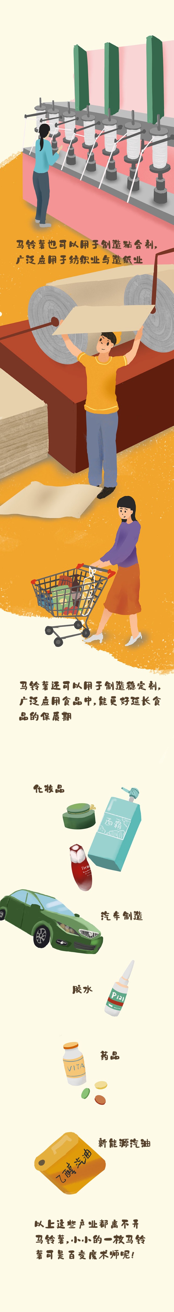 马铃薯4.jpg