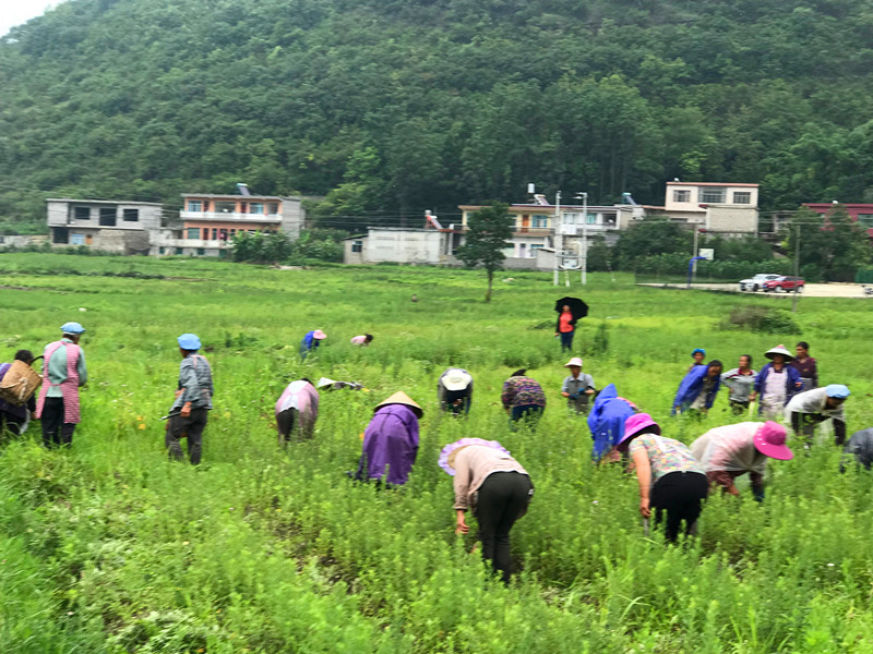中药材11_副本.jpg
