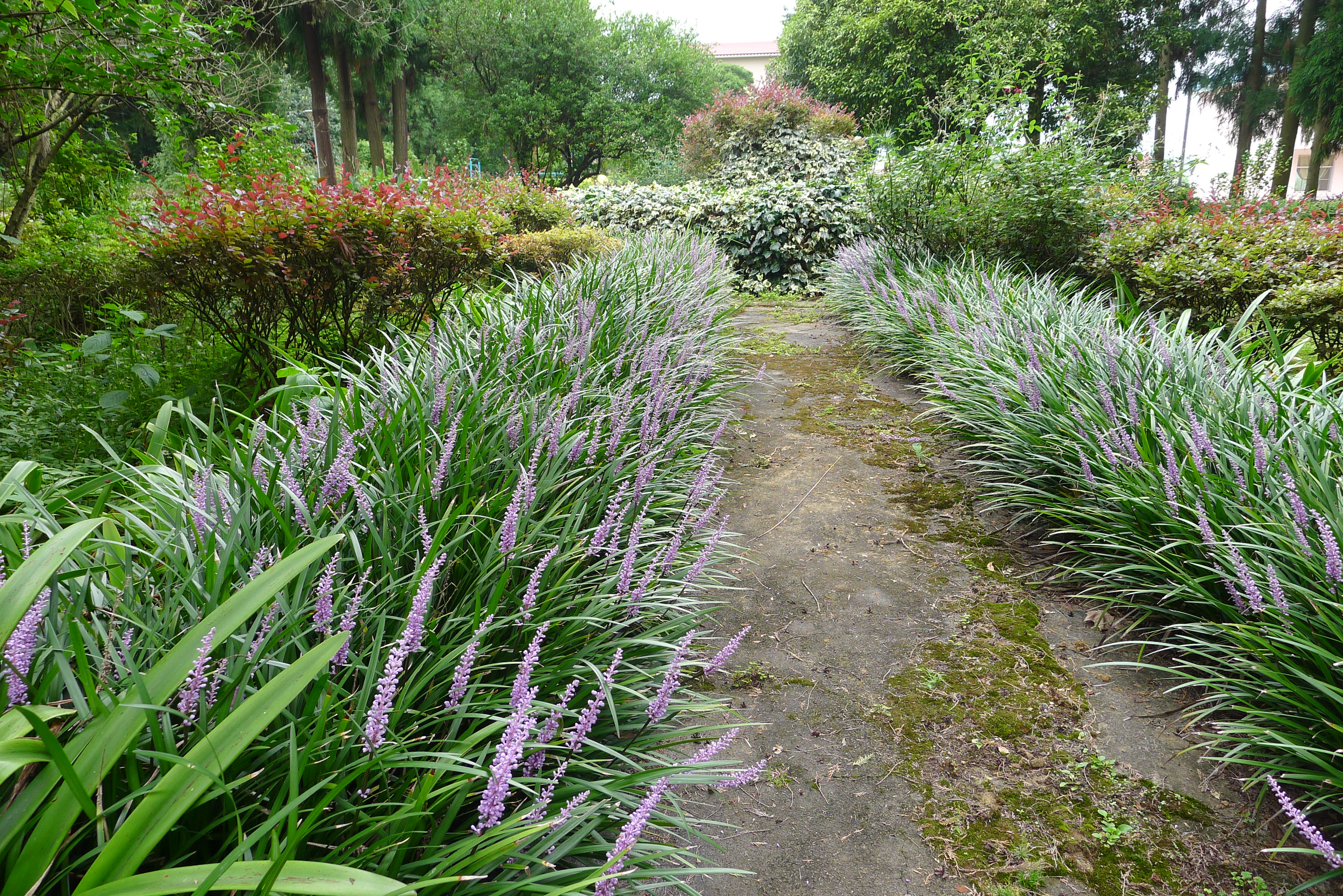 贵州省农科院草业所培育的观赏草新品种"黔南山麦冬"通过国家林草局