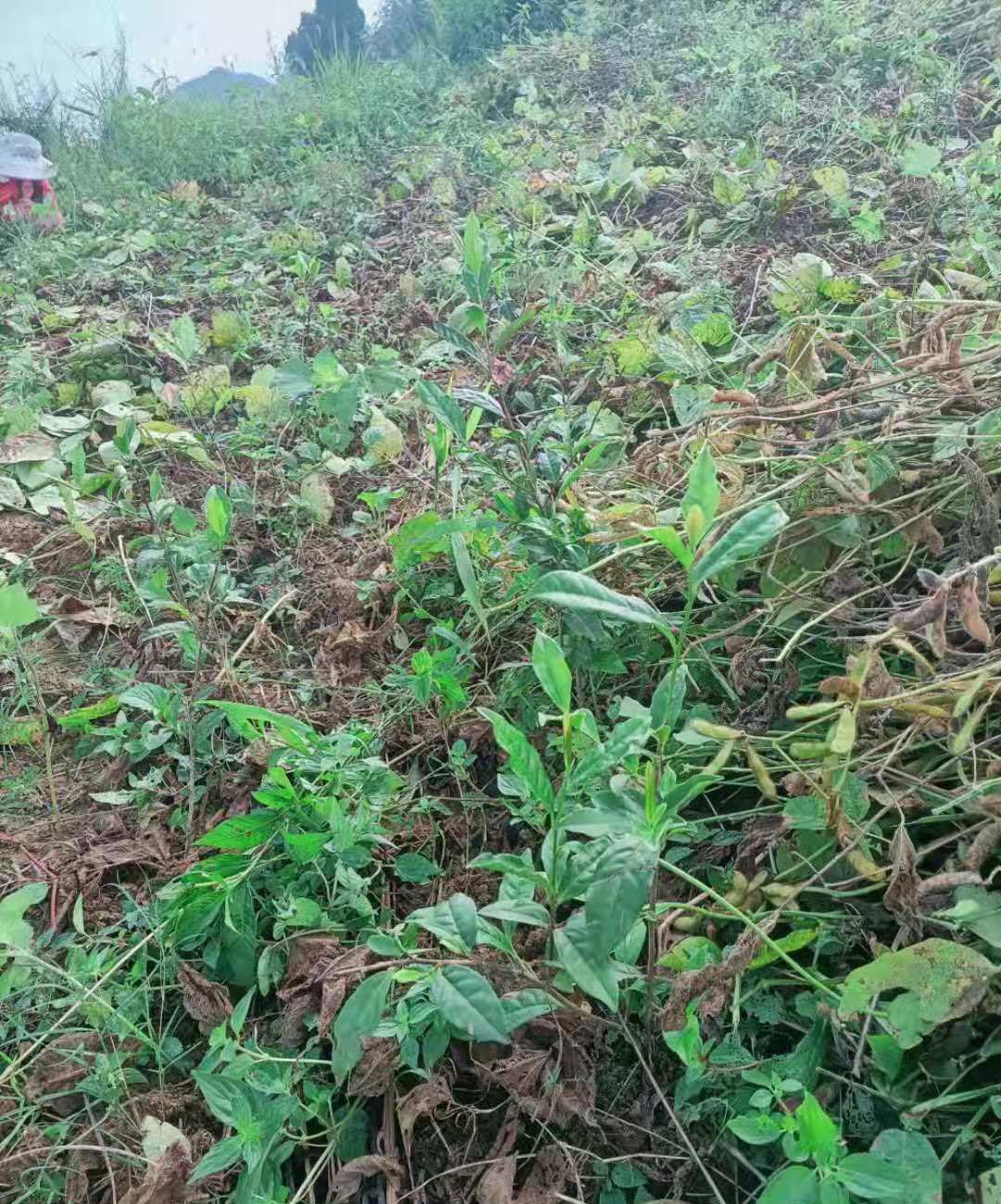 科技战草黔茶1号幼龄茶园硕果累累